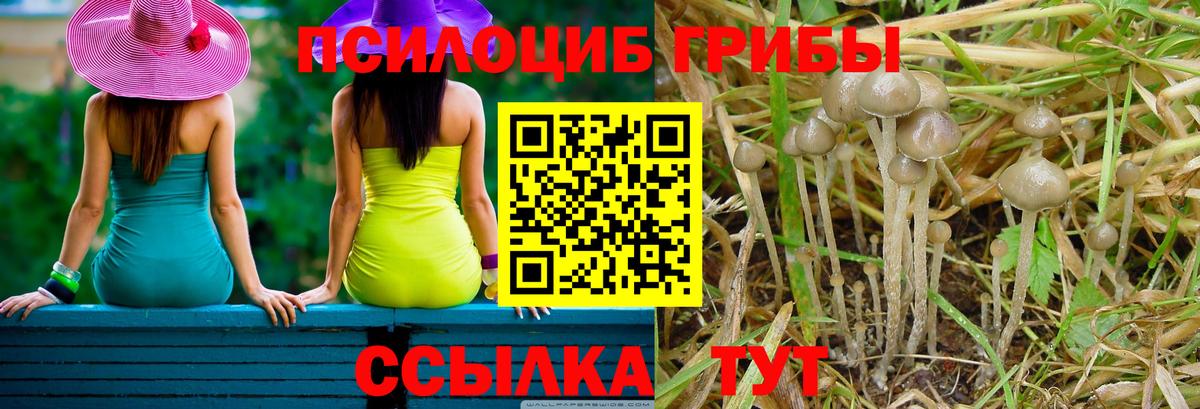 Галлюциногенные грибы Psilocybine cubensis Семилуки